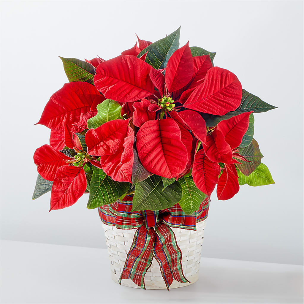 Happiest Holidays Poinsettia – LEMON TREE FLOWERS & THINGS, Columbiana OH