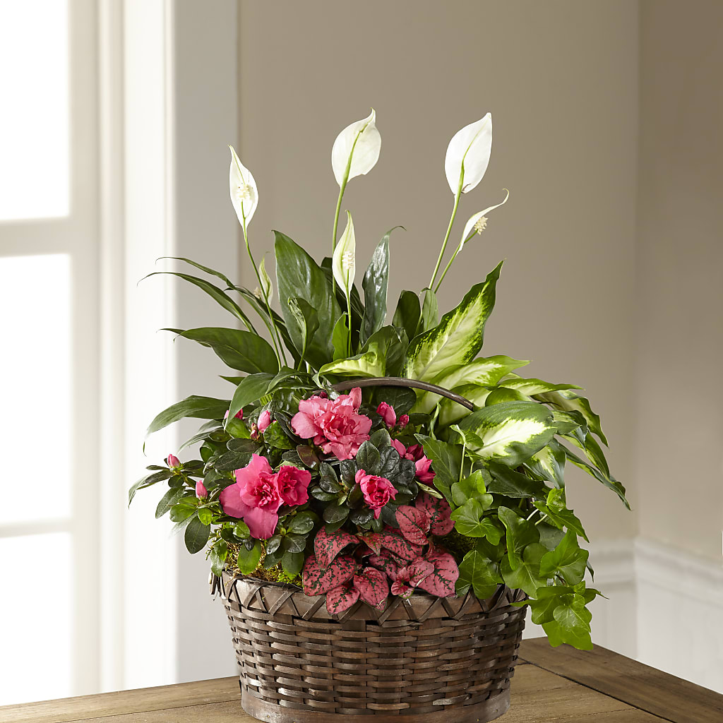 Dream in Pink Dishgarden – LEMON TREE FLOWERS & THINGS, Columbiana OH