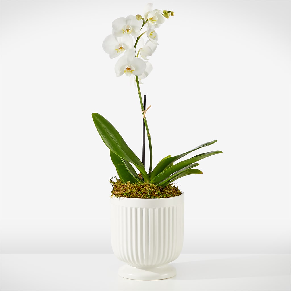 Whispering White Orchid – LEMON TREE FLOWERS & THINGS, Columbiana OH