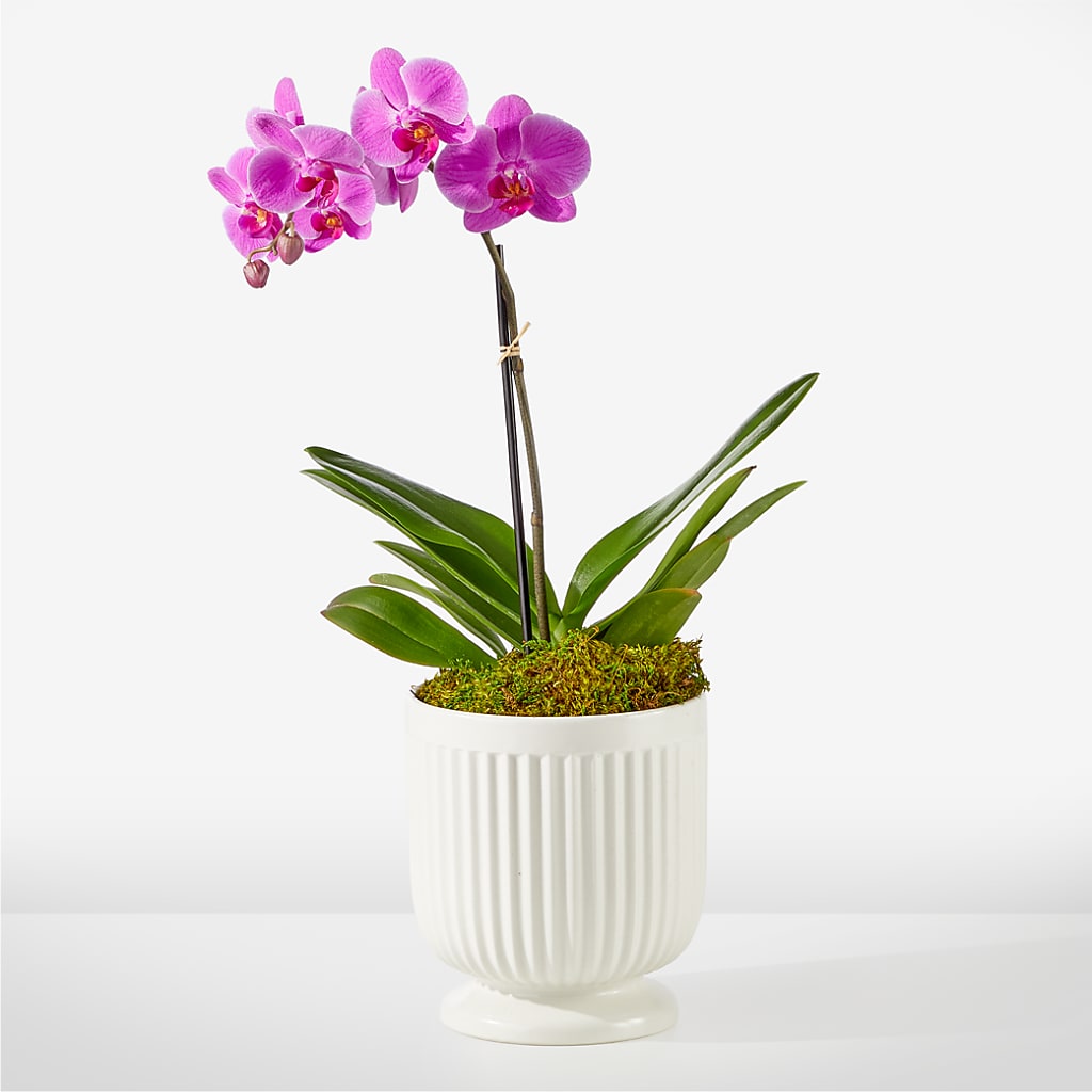Friendly Fuchsia Orchid – LEMON TREE FLOWERS & THINGS, Columbiana OH