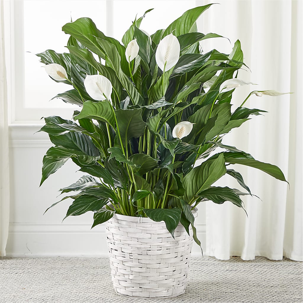 A New Leaf Peace Lily – LEMON TREE FLOWERS & THINGS, Columbiana OH