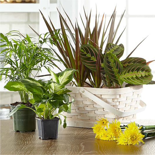 Florist Designed Blooming and Green Plants in a Basket – LEMON TREE FLOWERS & THINGS, Columbiana OH