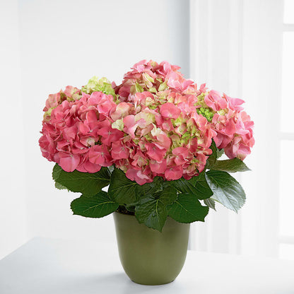 Pink Hydrangea Planter – LEMON TREE FLOWERS & THINGS, Columbiana OH
