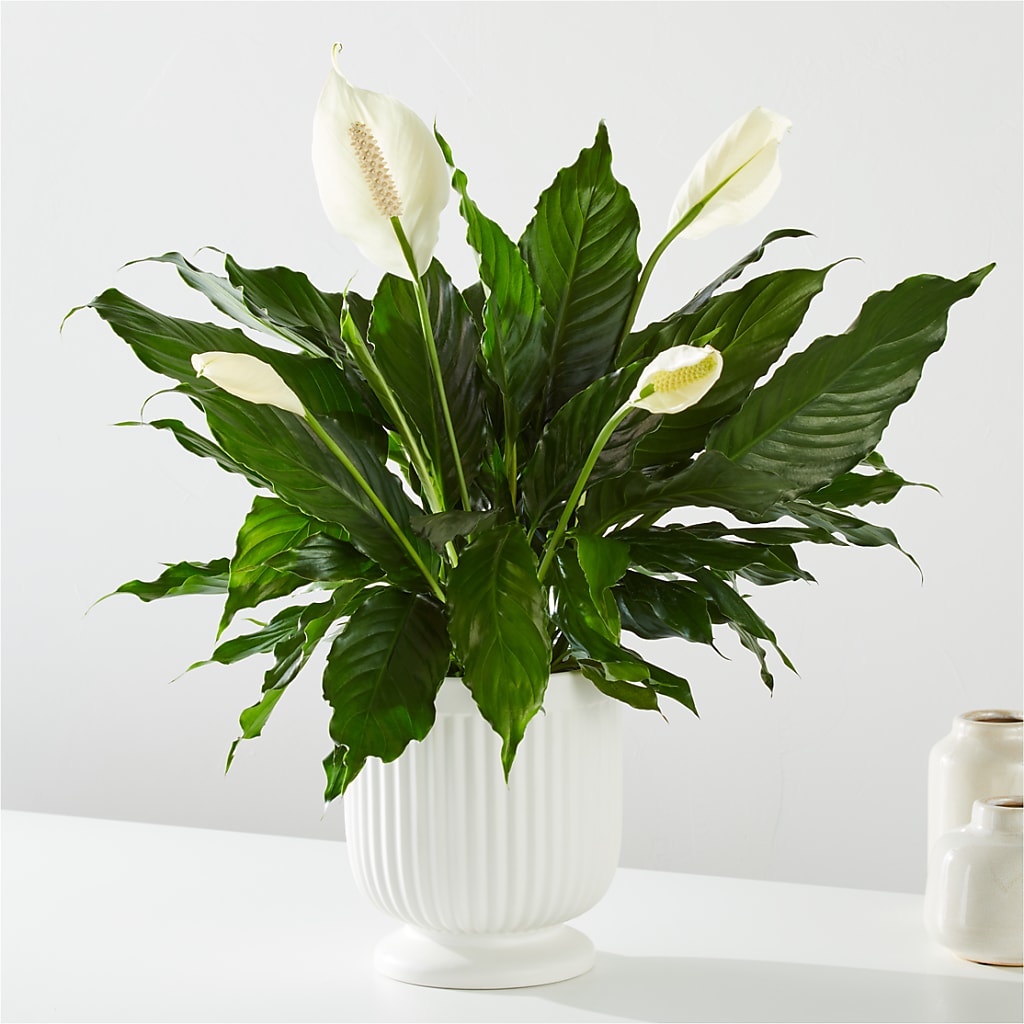 Comfort Planter – LEMON TREE FLOWERS & THINGS, Columbiana OH